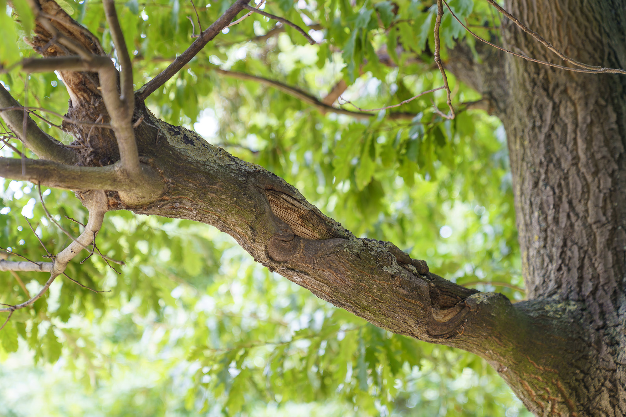 Close-up of tree bark damage